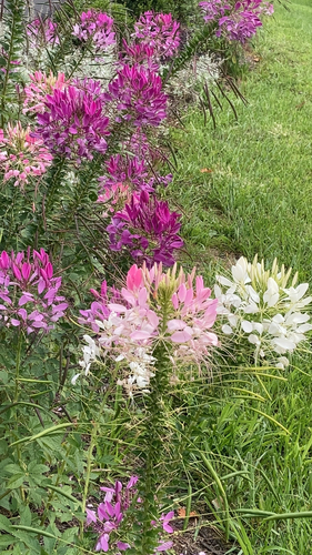 Cleome houtteana (Spider flower)