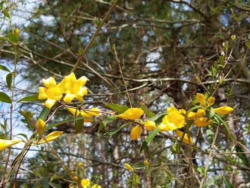 Gelsemium sempervirens (Carolina Jessamine)