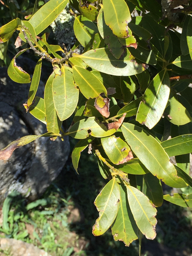 Umbellularia californica (California bay) (alternate view 2)