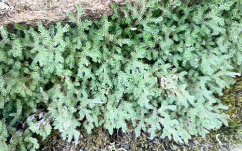 Selaginella bigelovii (Bigelow's Spikemoss) (alternate view 10)
