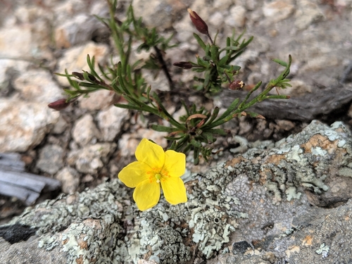 Crocanthemum scoparium (peak rushrose) (alternate view 5)