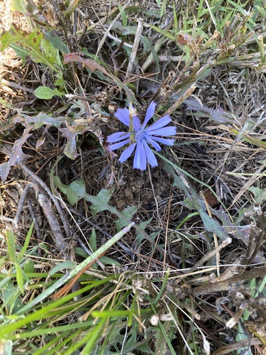 Cichorium intybus (chicory) (alternate view 4)