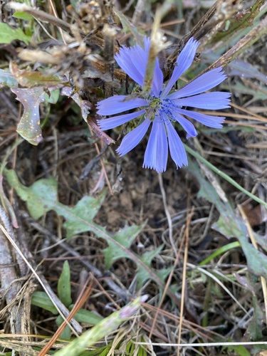 Cichorium intybus (chicory) (alternate view 5)