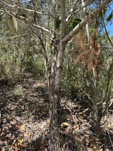Alphitonia excelsa (Red Ash) (alternate view 6)