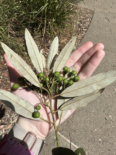 Alphitonia excelsa (Red Ash) (alternate view 7)