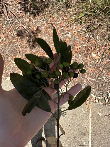 Alphitonia excelsa (Red Ash) (alternate view 8)