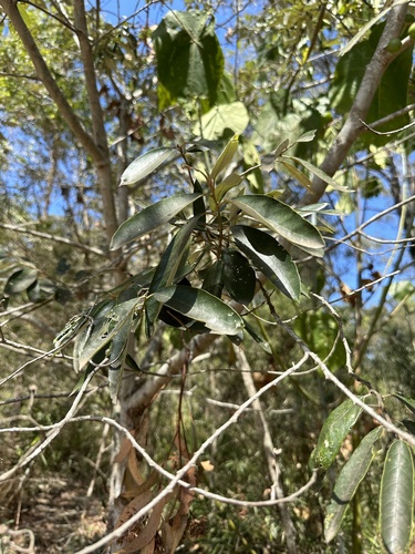 Alphitonia excelsa (Red Ash) (alternate view 9)