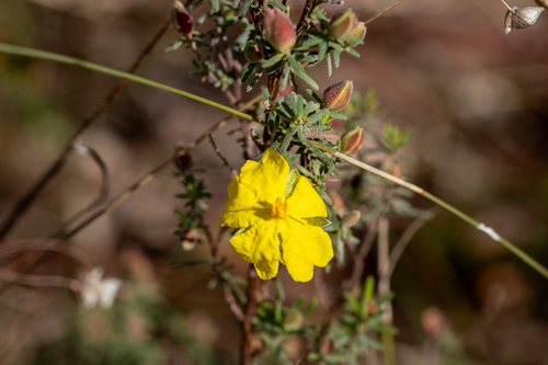 Hibbertia riparia (Erect Guinea-flower)