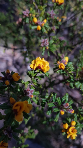 Pultenaea scabra (Rough Bush-pea)