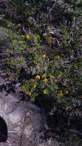Pultenaea scabra (Rough Bush-pea) (alternate view 2)