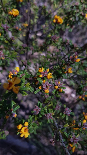 Pultenaea scabra (Rough Bush-pea) (alternate view 3)