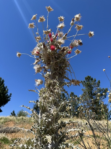 Cirsium occidentale (Cobwebby Thistle) (alternate view 3)