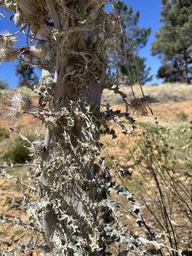 Cirsium occidentale (Cobwebby Thistle) (alternate view 4)