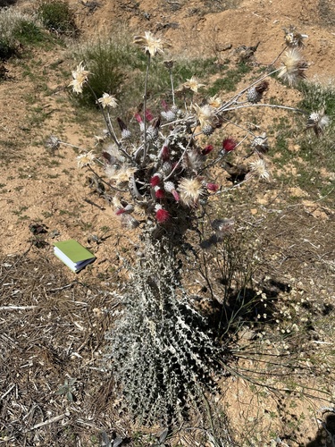 Cirsium occidentale (Cobwebby Thistle) (alternate view 5)