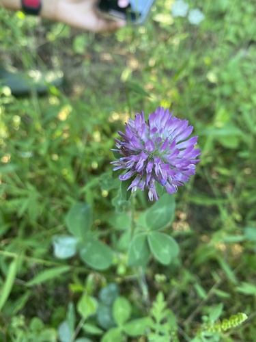 Trifolium pratense (red clover)