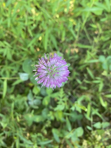 Trifolium pratense (red clover) (alternate view 2)
