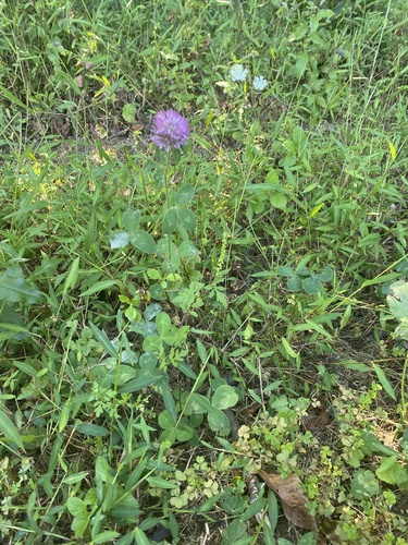 Trifolium pratense (red clover) (alternate view 3)