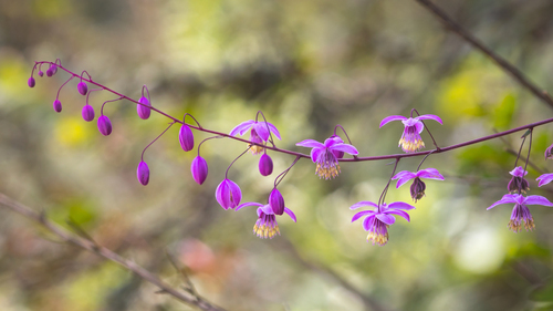 Thalictrum delavayi (Yunnan Meadow Rue)
