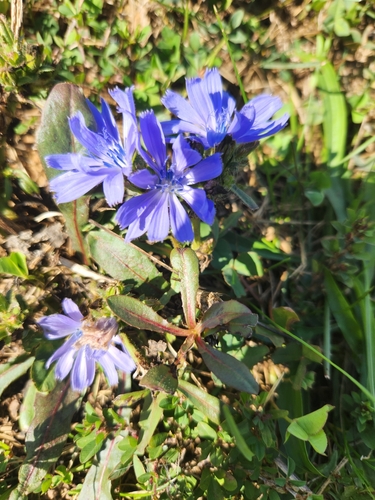 Cichorium intybus (chicory)