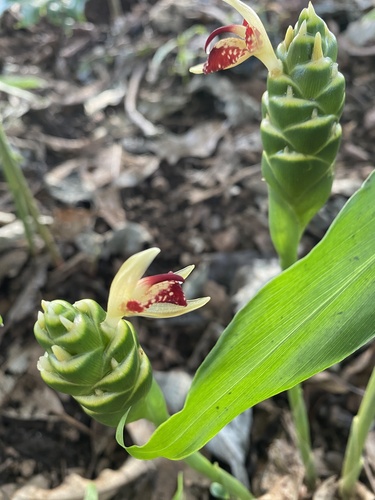 Zingiber officinale (Ginger) (alternate view 2)