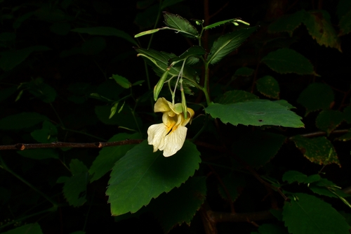 Impatiens pallida (pale jewelweed)
