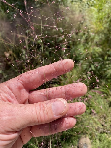 Muhlenbergia capillaris (Pink Muhly Grass)