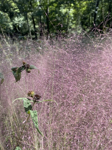 Muhlenbergia capillaris (Pink Muhly Grass)