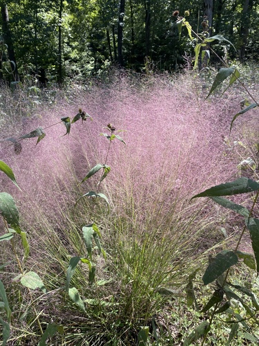 Muhlenbergia capillaris (Pink Muhly Grass)