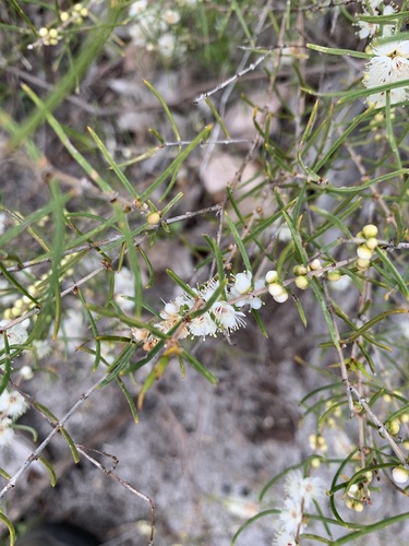 Hypocalymma angustifolium (White Myrtle)