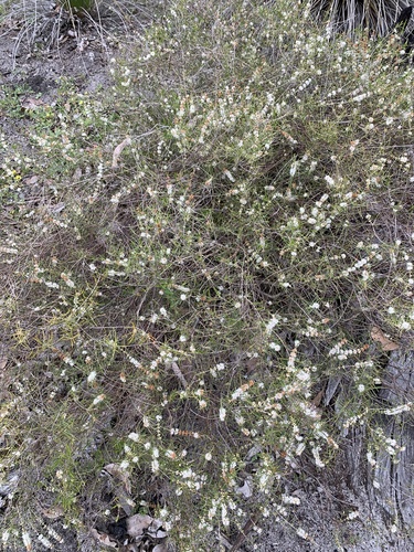 Hypocalymma angustifolium (White Myrtle) (alternate view 2)