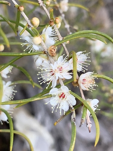 Hypocalymma angustifolium (White Myrtle) (alternate view 3)