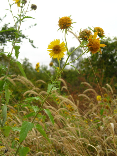 Verbesina encelioides (cowpen daisy) (alternate view 6)
