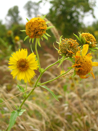 Verbesina encelioides (cowpen daisy) (alternate view 7)