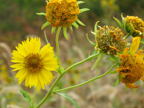 Verbesina encelioides (cowpen daisy) (alternate view 8)