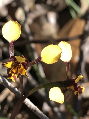 Diuris pardina (Leopard Orchid) (alternate view 8)