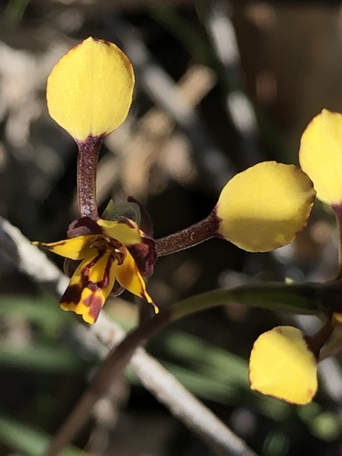 Diuris pardina (Leopard Orchid) (alternate view 7)