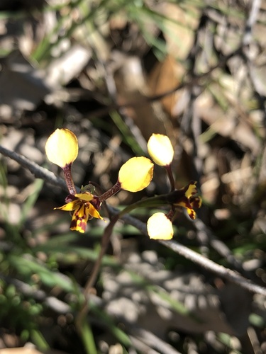 Diuris pardina (Leopard Orchid) (alternate view 9)