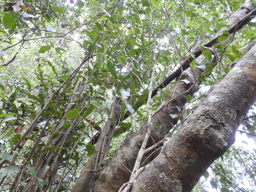 Macadamia integrifolia (Macadamia Nut) (alternate view 4)