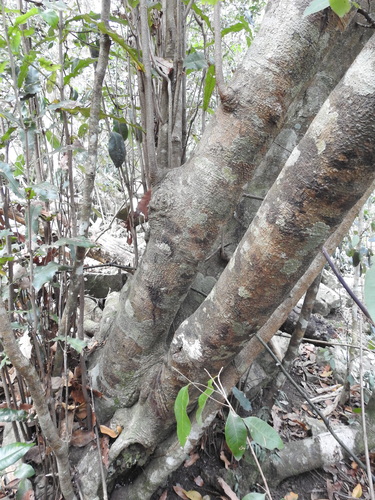 Macadamia integrifolia (Macadamia Nut) (alternate view 3)