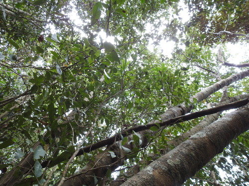 Macadamia integrifolia (Macadamia Nut) (alternate view 5)