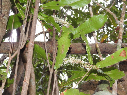 Macadamia integrifolia (Macadamia Nut) (alternate view 6)