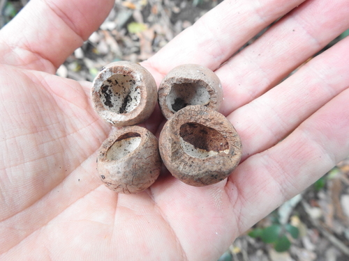 Macadamia integrifolia (Macadamia Nut) (alternate view 7)