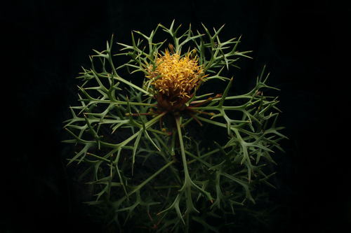 Isopogon ceratophyllus (Horny Cone-bush) (alternate view 2)