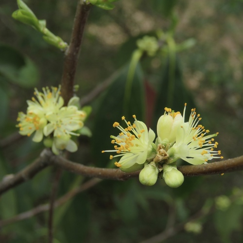 Symplocos tinctoria (Sweetleaf) (alternate view 5)