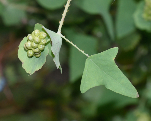 Persicaria perfoliata (mile-a-minute weed) (alternate view 2)