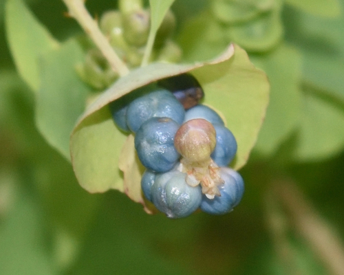 Persicaria perfoliata (mile-a-minute weed) (alternate view 3)