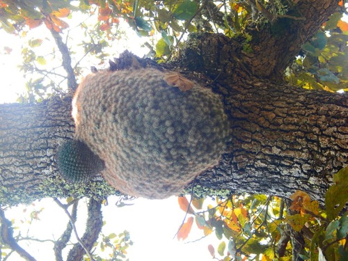 Mammillaria (pincushion cactuses) (alternate view 9)