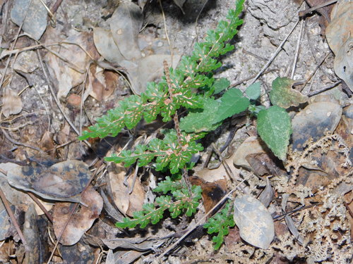 Selaginella (Spikemosses) (alternate view 4)