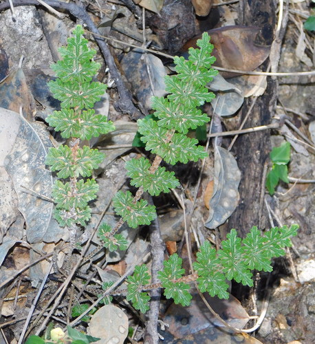 Selaginella (Spikemosses) (alternate view 3)