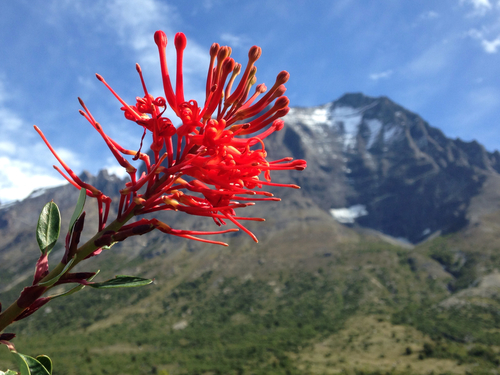 Embothrium coccineum (Chilean fire tree) (alternate view 8)